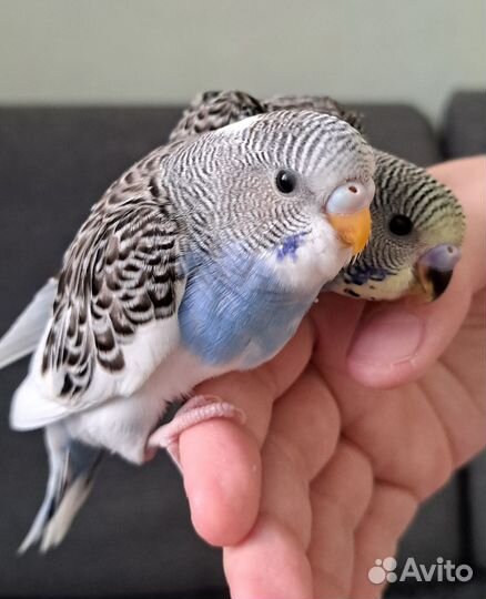 Птенцы волнистого попугая