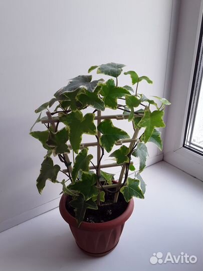 Плющ(хедера) вариегатный/подарок