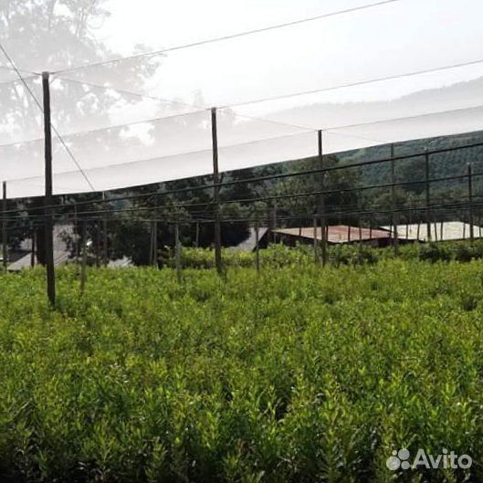 Сетка для защиты сельхозпродукции 60г/м2