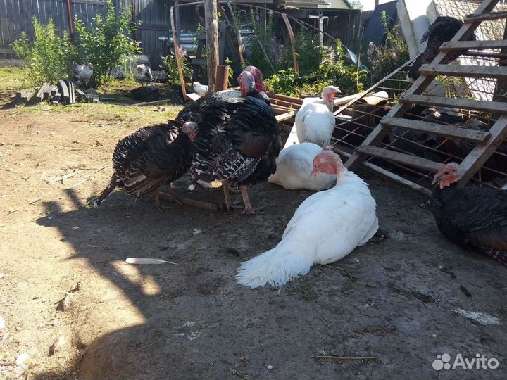 Бройлеры суточные Куры