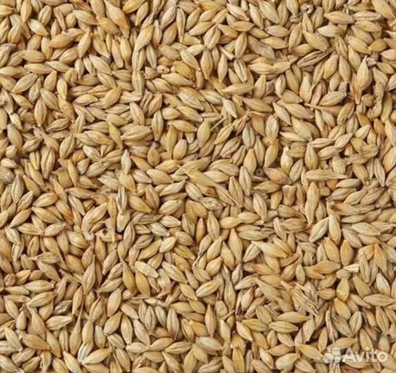 Зерно пшеница, ячмень