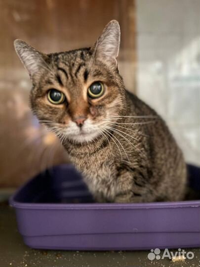 Кошки в добрые руки бесплатно