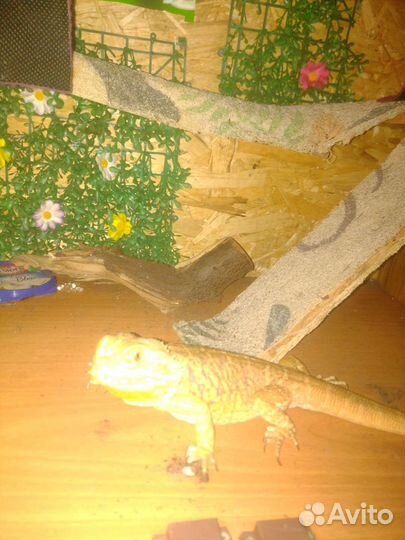 Бородатая агама с террариумом