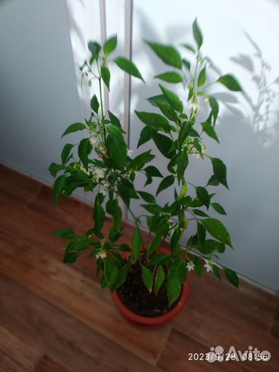 Красный острый перец