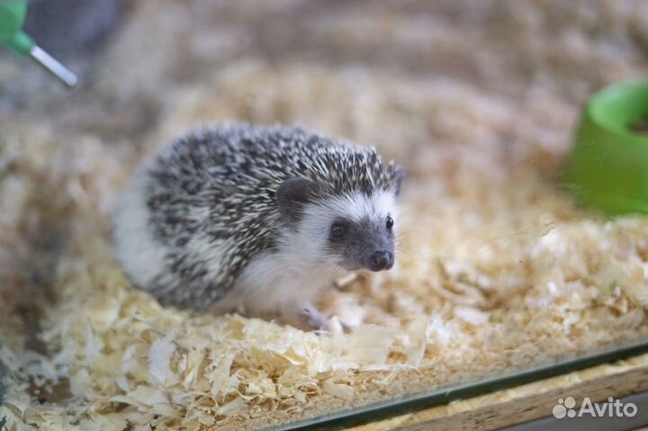 Африканский ежик