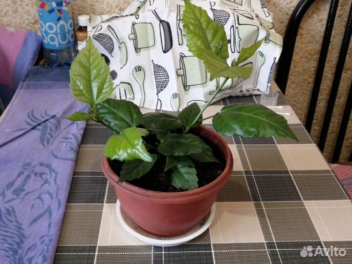 Гибискус. Забронированно