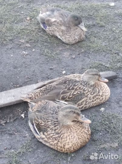 Подсадные утки