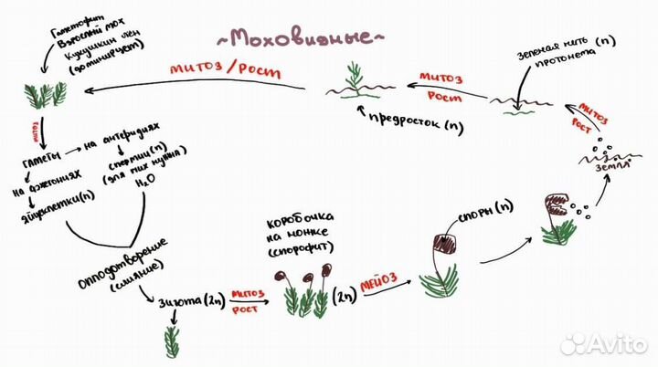 Репетитор химия и биология + решение работ