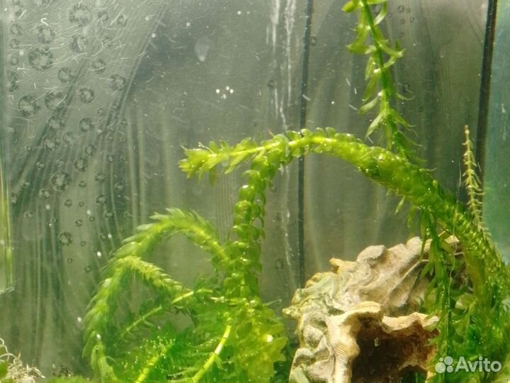 Аквариумные растения