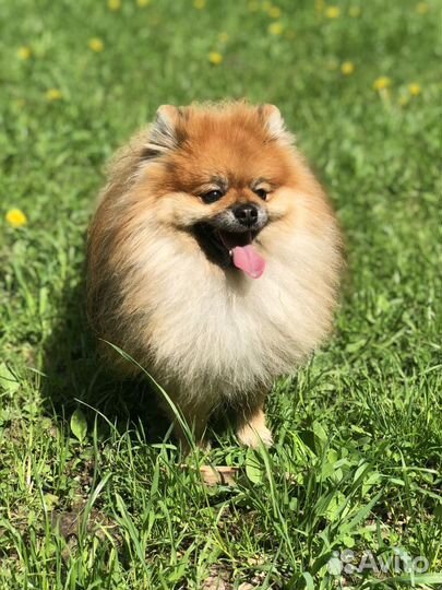 Шпиц кобель вязка