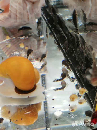 Аквариумные растения, анциструсы, ампулярии