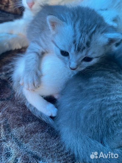 Кошка в дар бесплатно