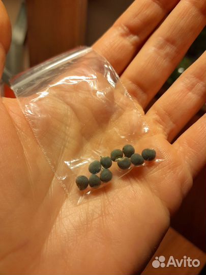 Семена бамии