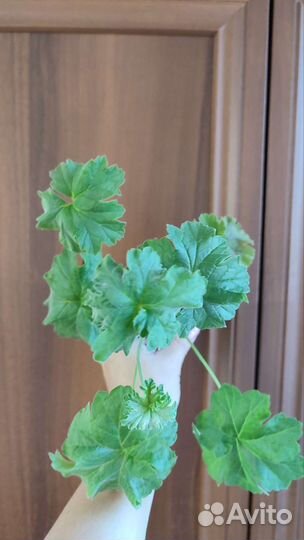 Пеларгония герань Unicorn Zonartic Rose