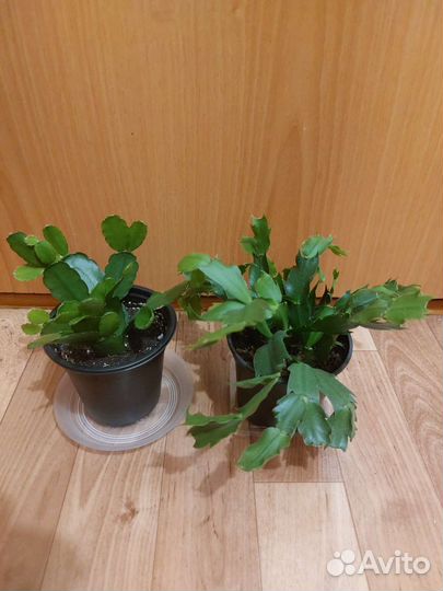 Комнатные цветы, растения