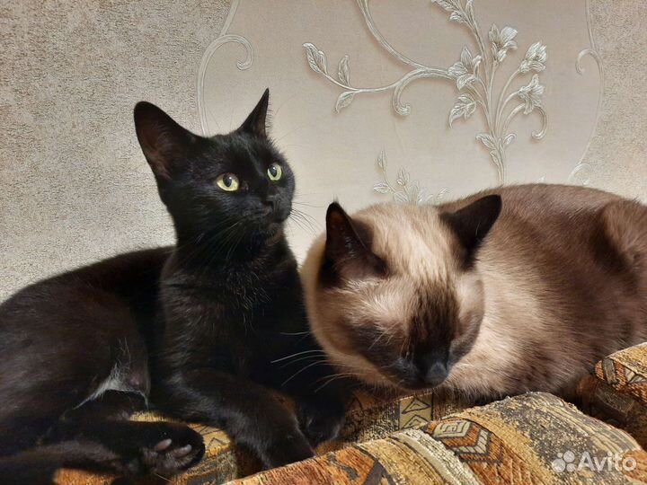 Передержка собак и кошек, грызунов, зооняня