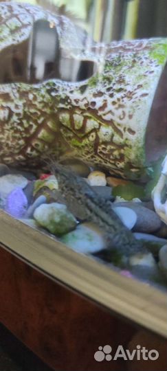 Мраморный рак