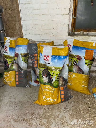 Инкубационное яйцо перепела