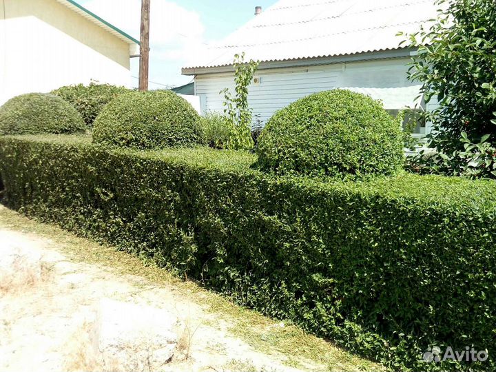 Берючина живая изгородь