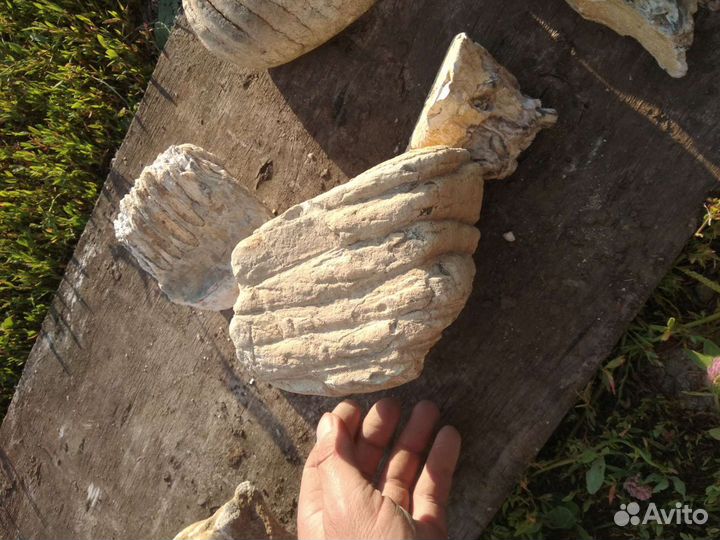 Зуб мамонта