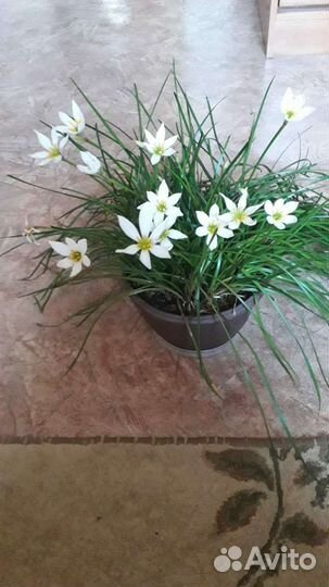 Зефирантес белый