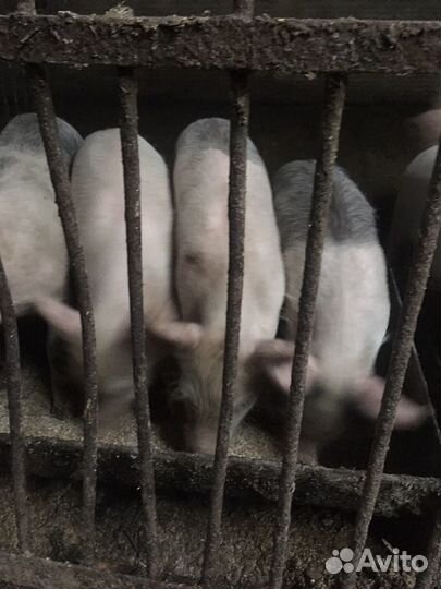 Поросята