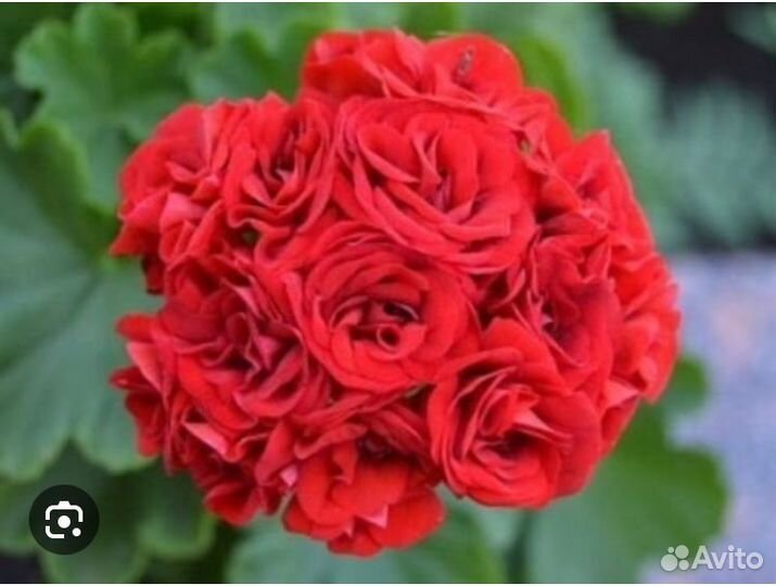 Пеларгония розебудная