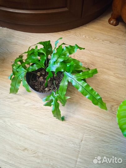 Излишки комнатных растений