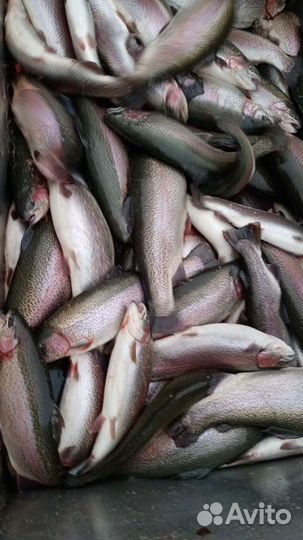 Форель 2кг+ опт/розница