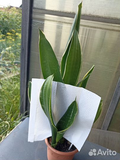 Сансевиерии