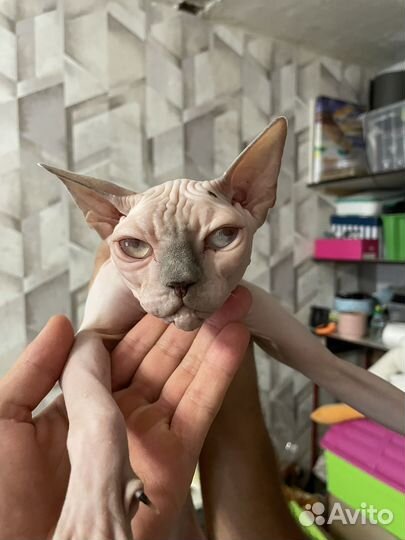 Коты сфинксы