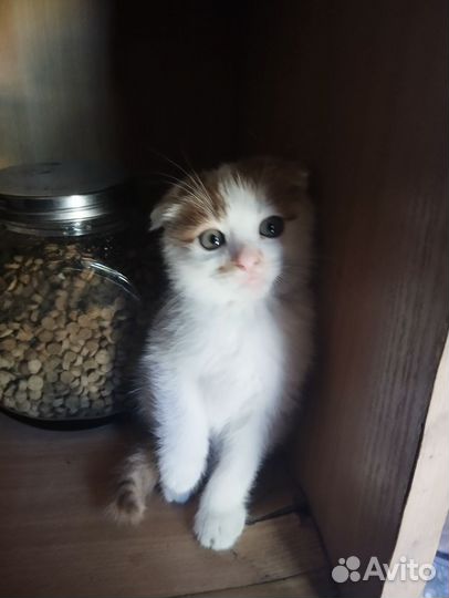 Вислоухие котята