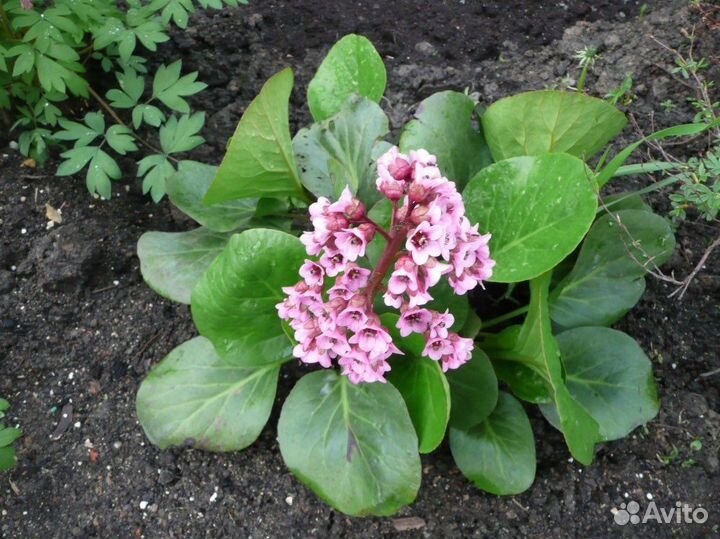 Многолетники Гортензия ирисы бадан хосты