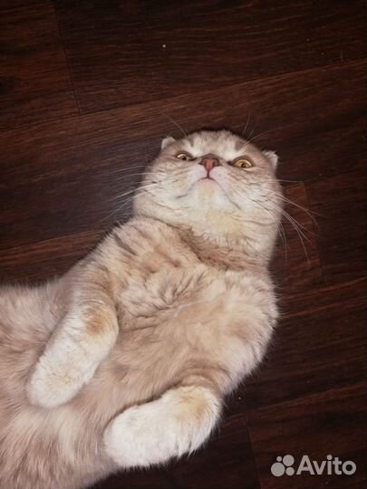 Кот Шотландский вислоухий