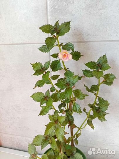 Ахименесы комнатные растения