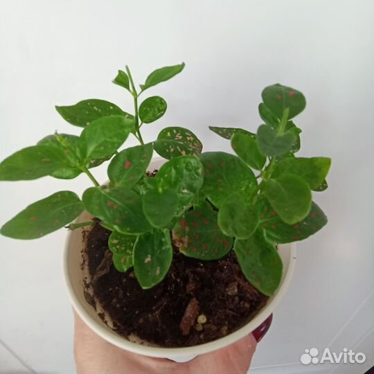 Комнатные цветы