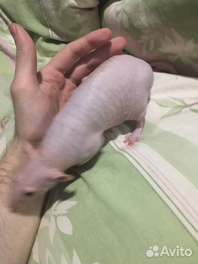 Сфинкс лысый крыс отдам