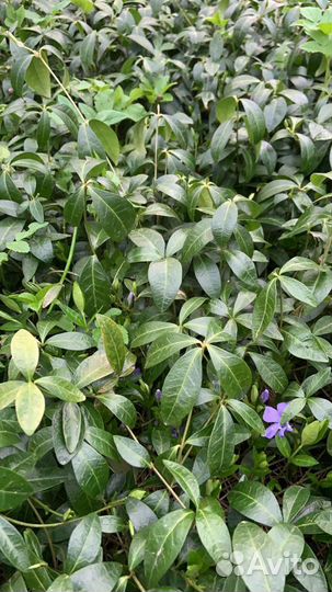 Многолетники Барвинок, Папоротник и др