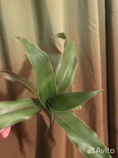 Комнатные цветы Золотой Ус