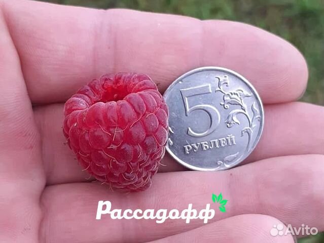 Саженцы малины. Зимостойкие сорта