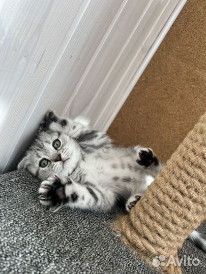 Вислоухие котята