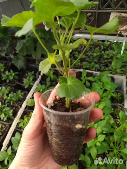 Пеларгония зональная