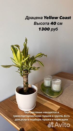 Нефролепис, Калла, Спатифиллум, Антуриум