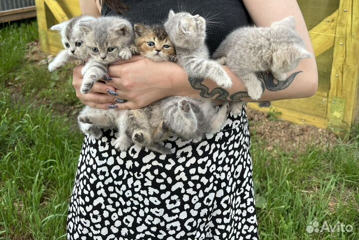 Котята британские