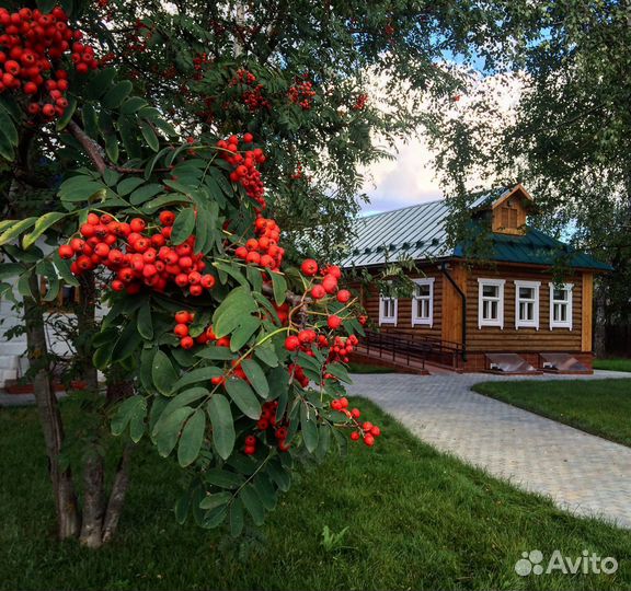 Рябина обыкновенная