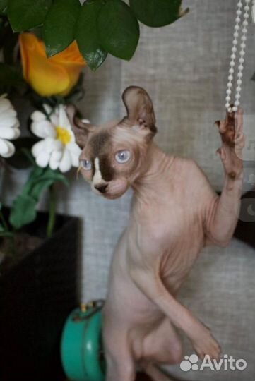 Ищем котика для вязки