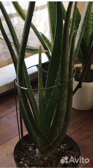 Алоэ и каланхоэ