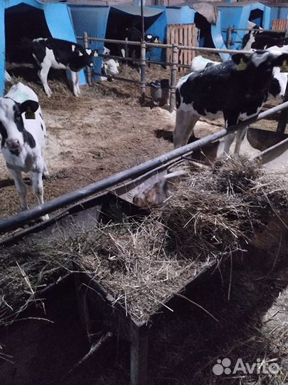 Бычки и телята от