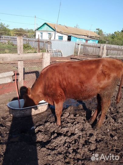 Продадим телочку