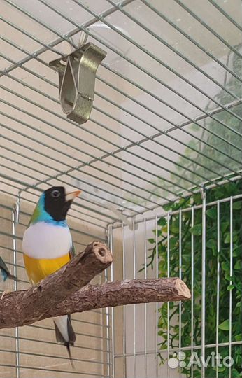 Амадины Гульда